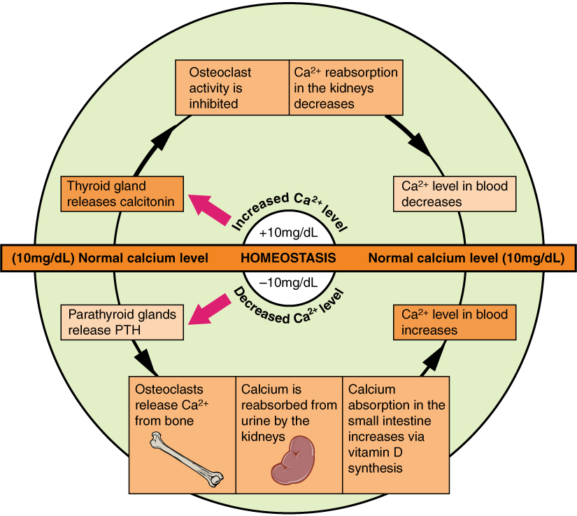 What are some of the causes of high calcium in the blood?