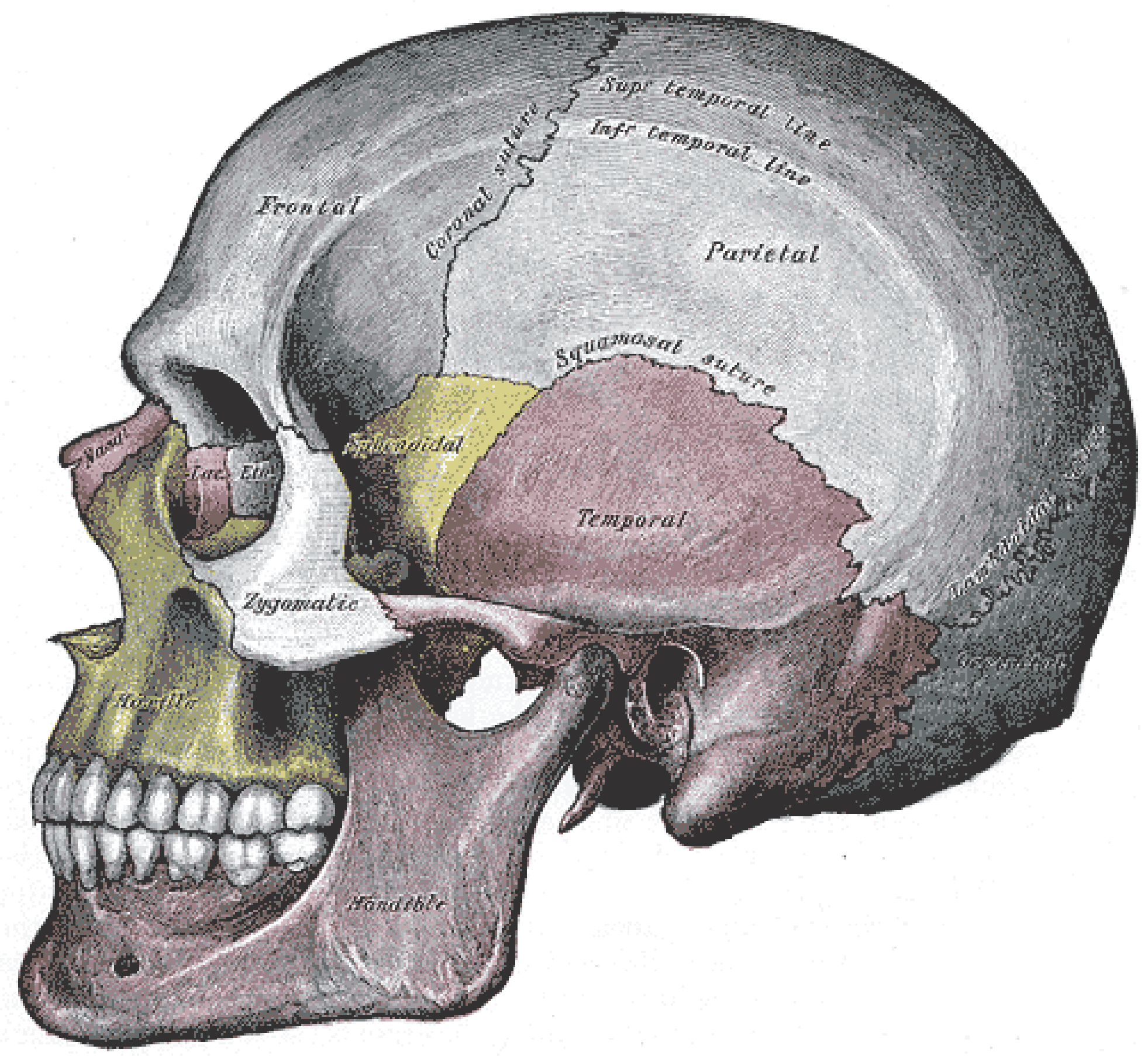 Skeleton Brain Illustration Male Human Skeleton Figure Holding