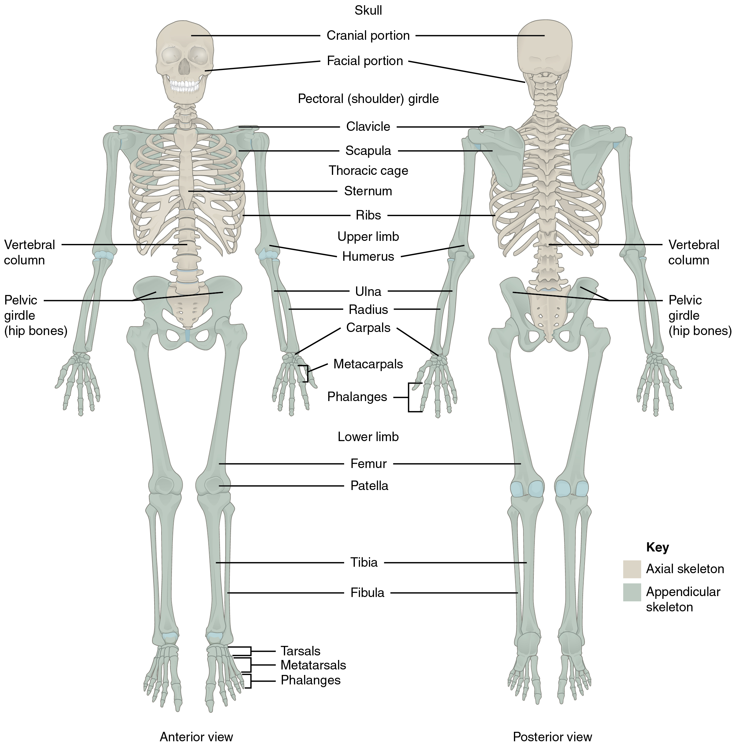 This diagram shows the human skeleton and identifies the major bones. The left panel shows the anterior view (from the front) and the right panel shows the posterior view (from the back). Labels read (from the top of skull): skull (cranial portion, facial portion), pectoral shoulder girdle, clavicle, scapula, thoracic cage (sternum, ribs), upper limb (humerus, ulna, radius, carpals, meta carpals, phalanges), vertebral column, pelvic girdle (hip bones), lower limb (femur, patella, tibia, fibula, tarsals, metatarsals, phalanges).