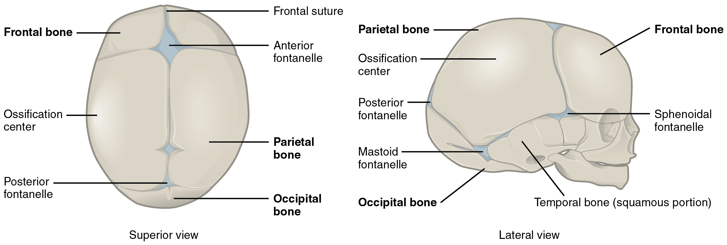 7.5 Embryonic Development of the Axial Skeleton - Anatomy ...