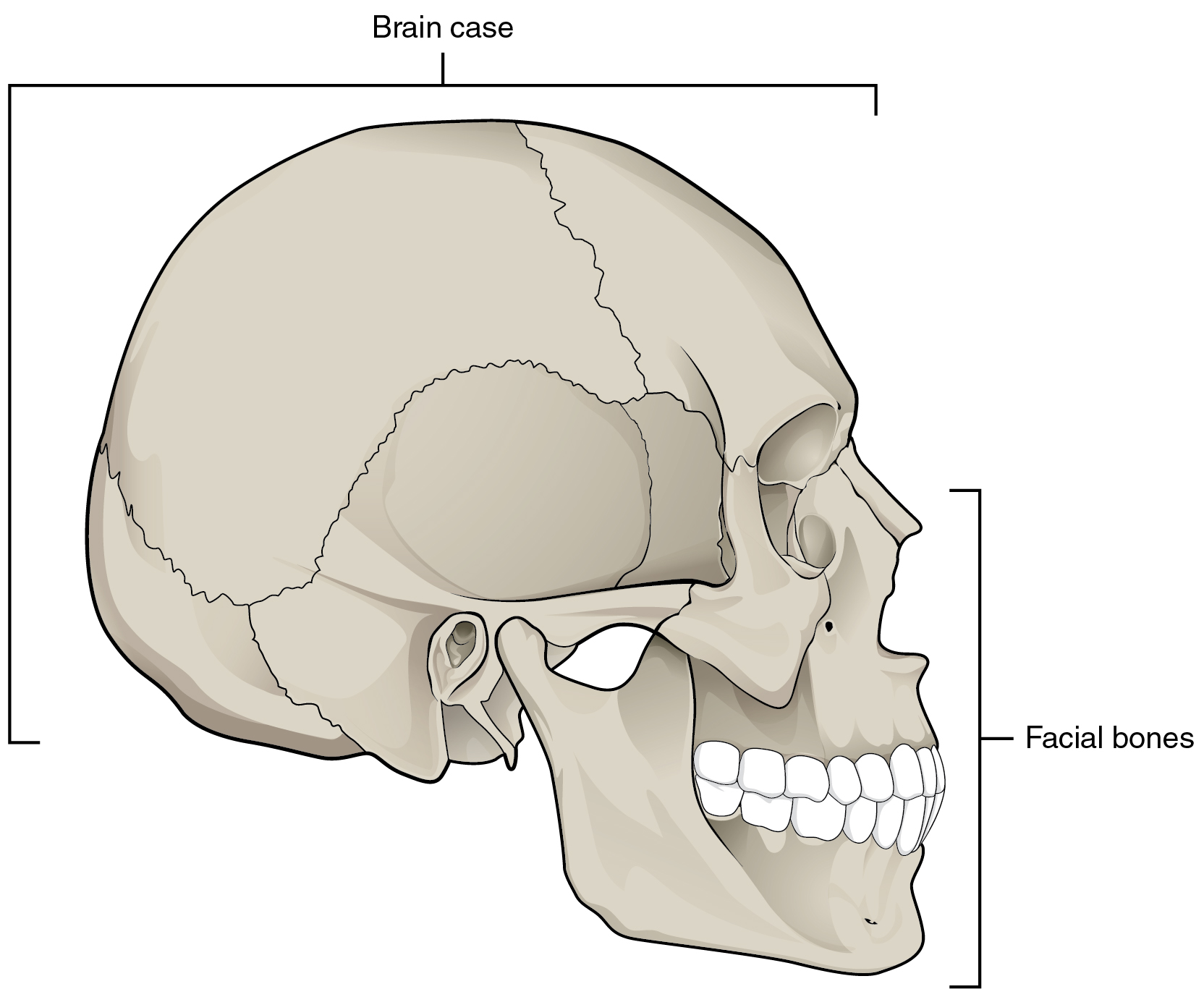 only movable bone in the skull