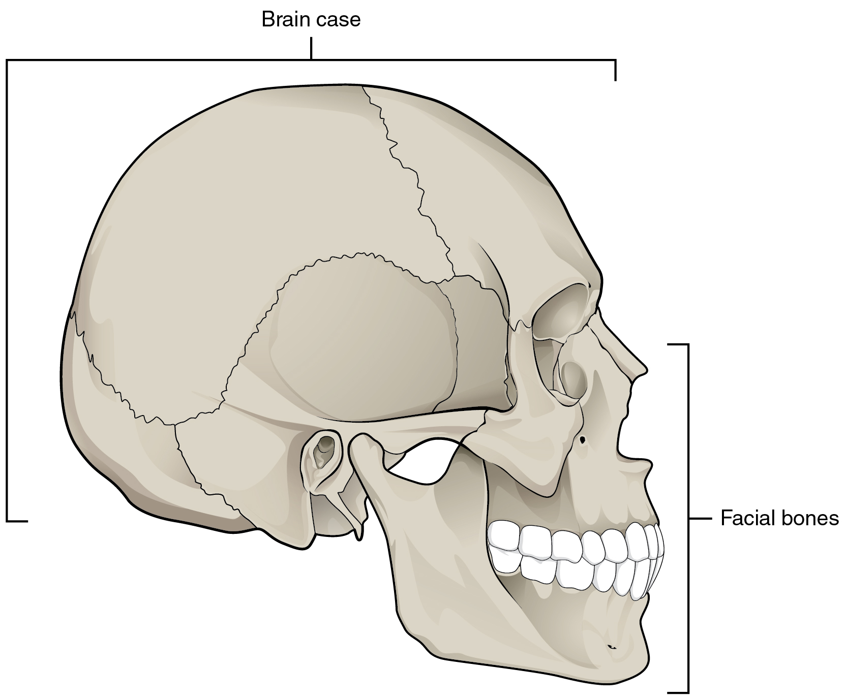 bones of the face and skull