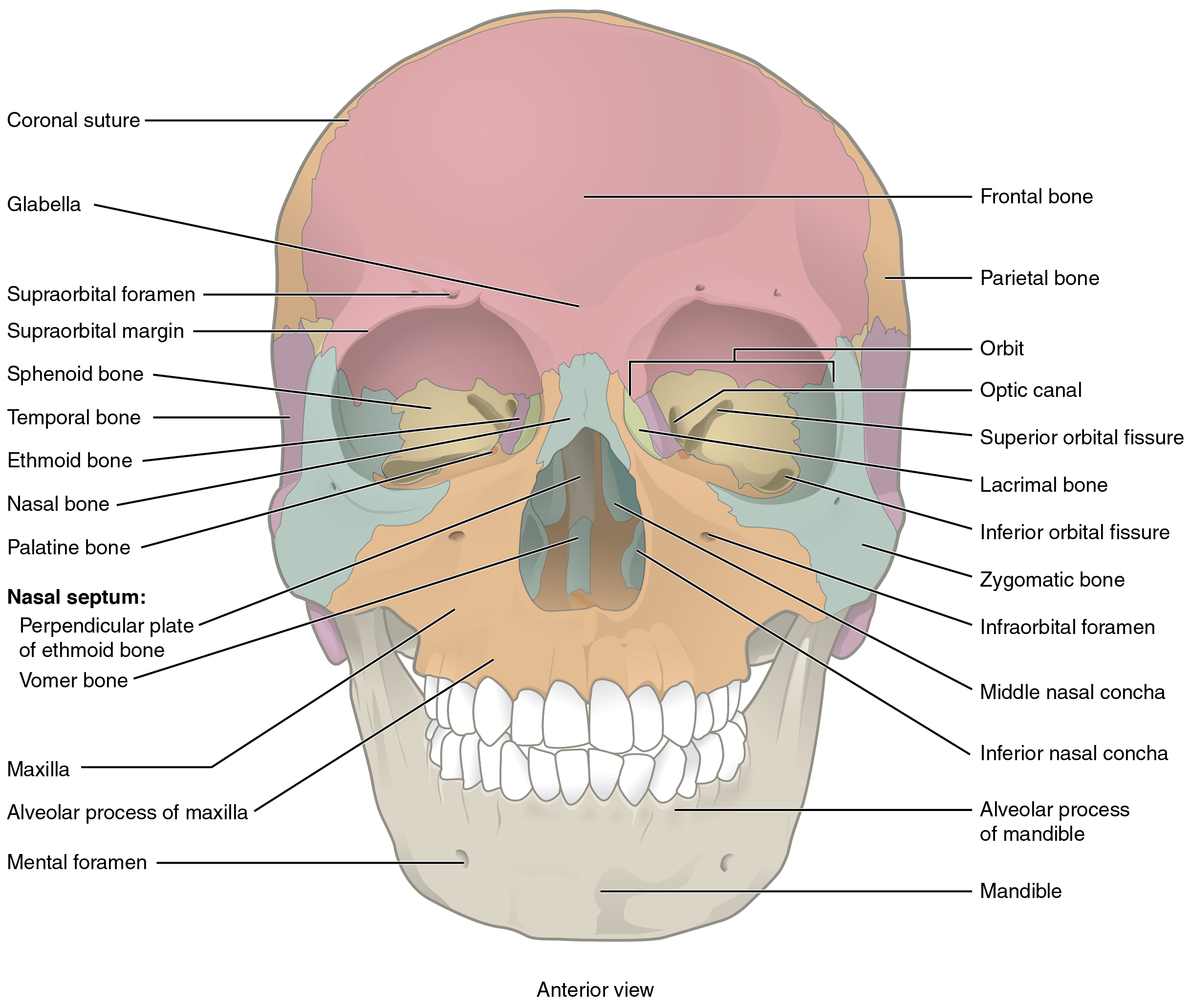 This image shows the anterior view (from the front) of the human skull. The major bones on the skull are labeled.