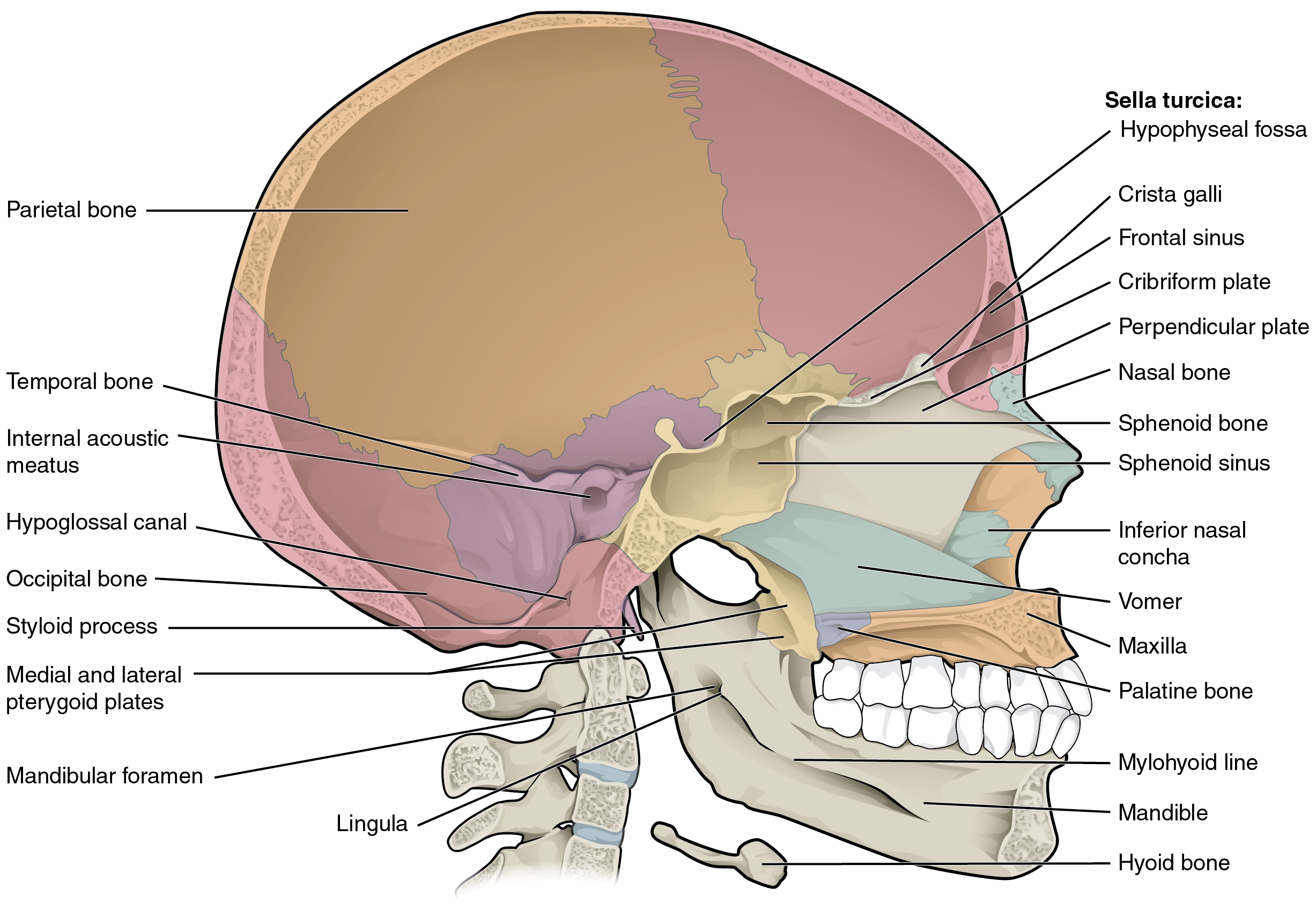 Real facial bones