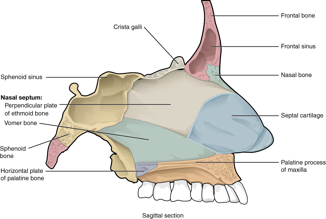 7 2 The Skull Anatomy And Physiology