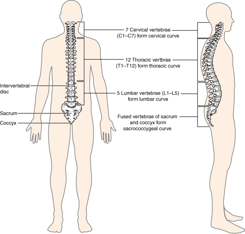 This image shows the structure of the vertebral column. The left panel shows the front view of the vertebral column and the right panel shows the side view of the vertebral column.