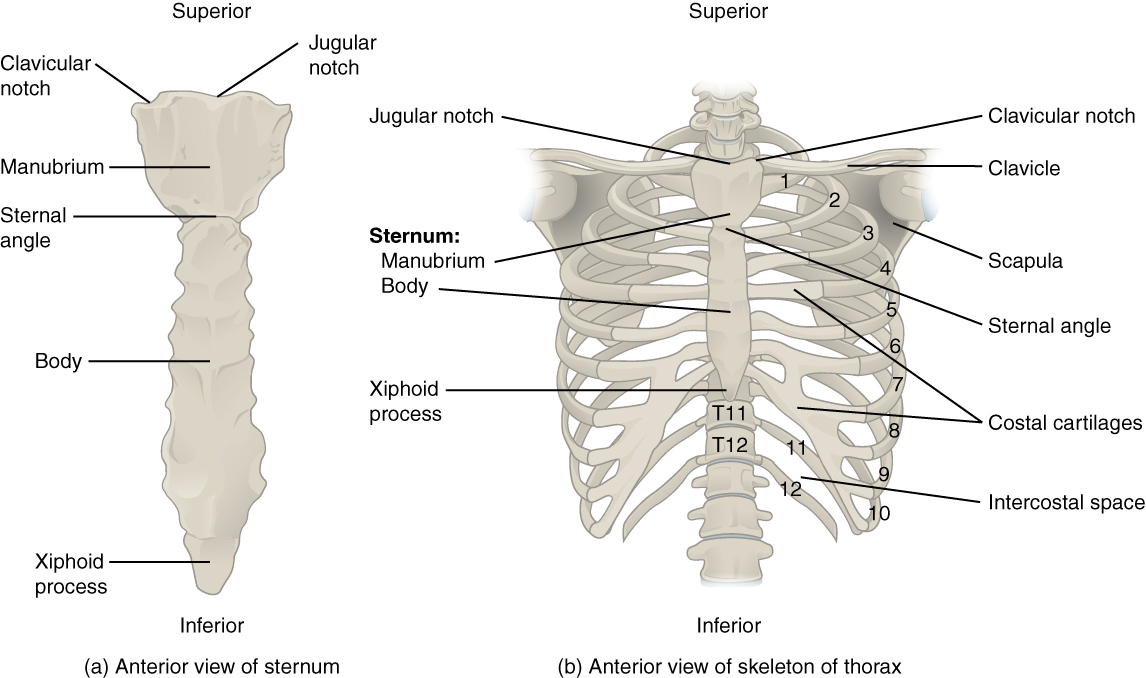 7.4 The Thoracic Cage - Anatomy and Physiology