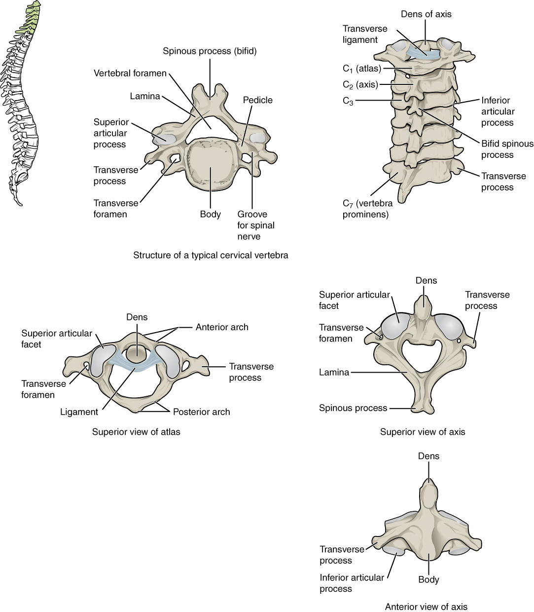 Cervical Vertebrae Chart