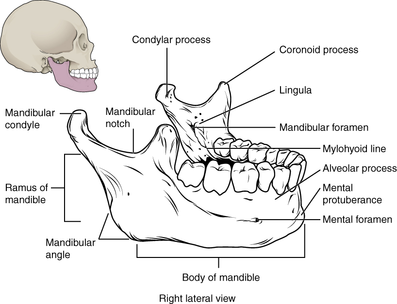 7 2 The Skull Anatomy And Physiology