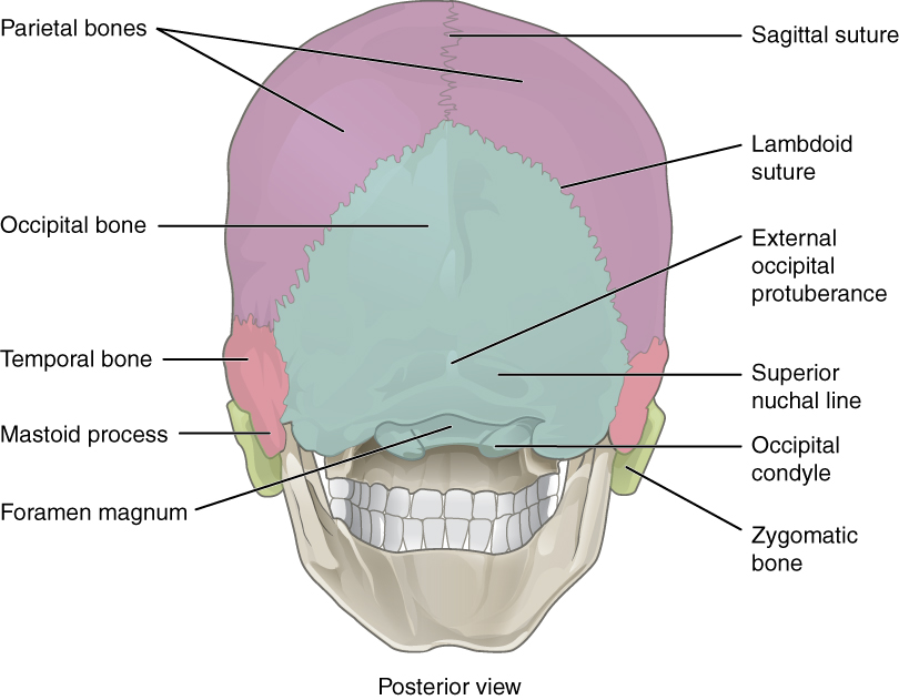 72 The Skull Anatomy And Physiology 0730