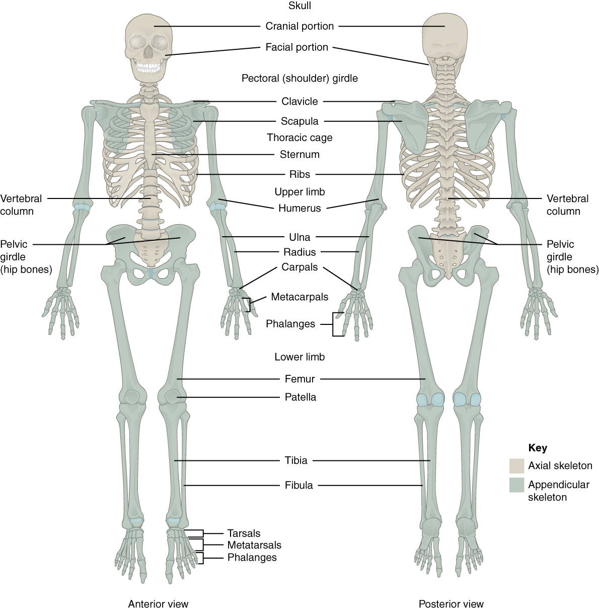 Human Bone Chart Pdf