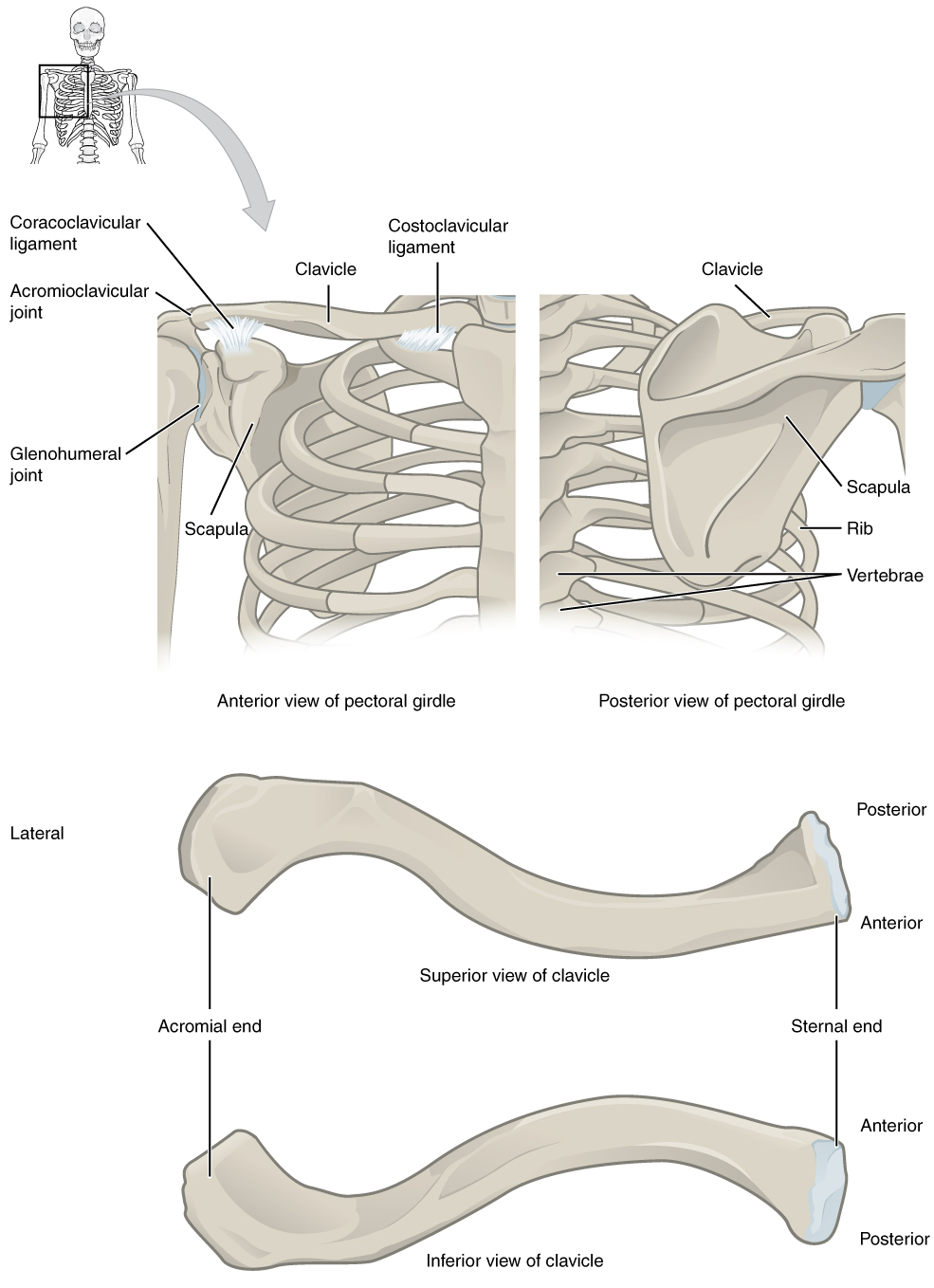 8.1 The Pectoral Girdle - Anatomy and Physiology