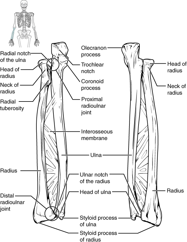 bones composing the shoulder girdle