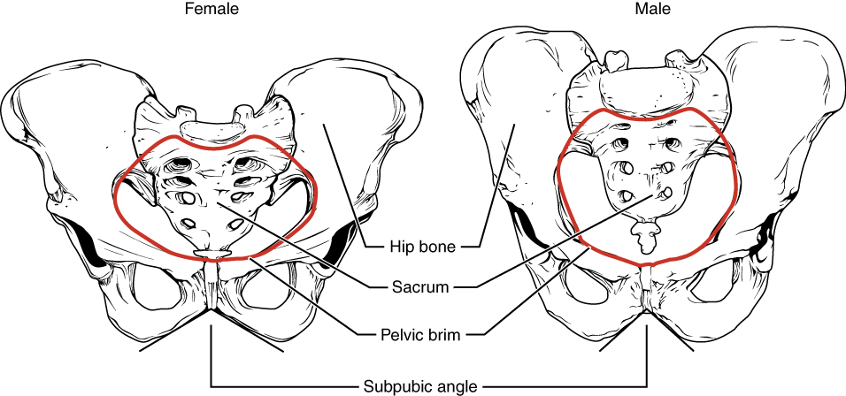 8 3 The Pelvic Girdle And Pelvis Anatomy And Physiology