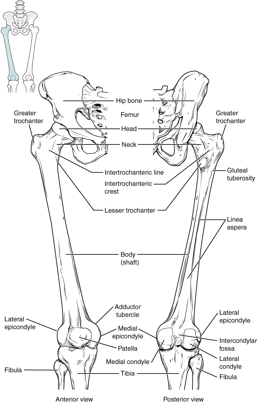 Bony anatomy of the lower limb