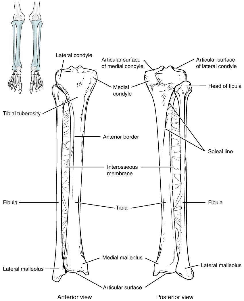 Tibia and fibula