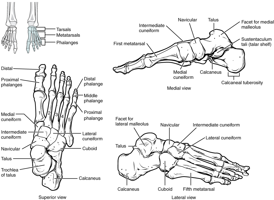 8.4 Bones of the Lower Limb – Anatomy and Physiology