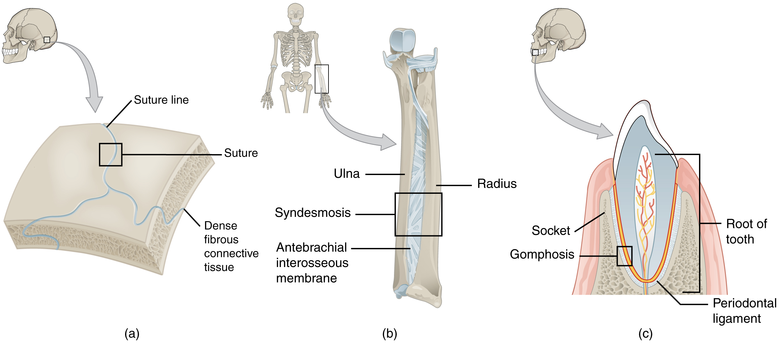 9.2 Fibrous Joints - Anatomy and Physiology