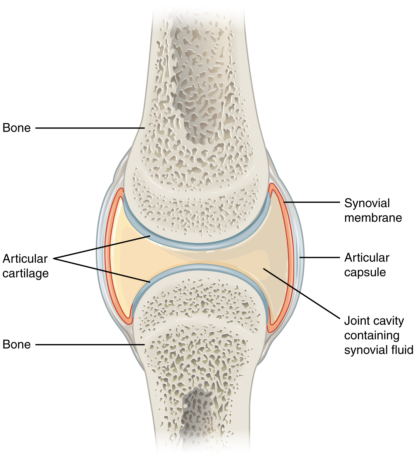 Rheumatoid arthritis and synovial joint