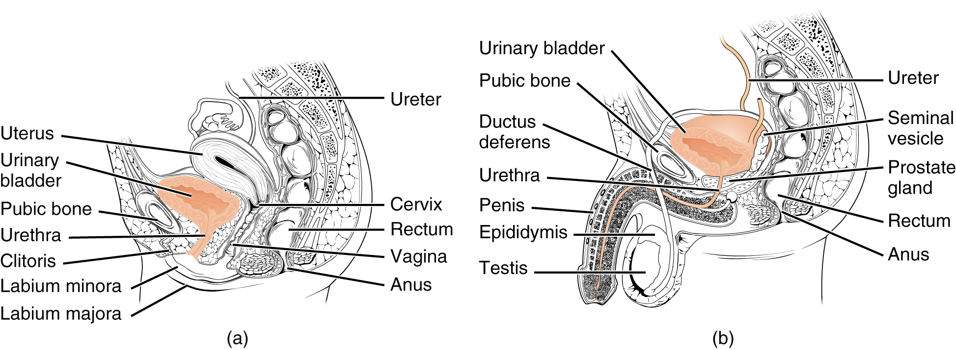 25.2 Gross Anatomy of Urine Transport – Anatomy and Physiology