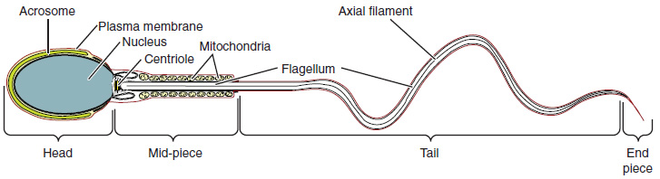 Image result for sperm diagram