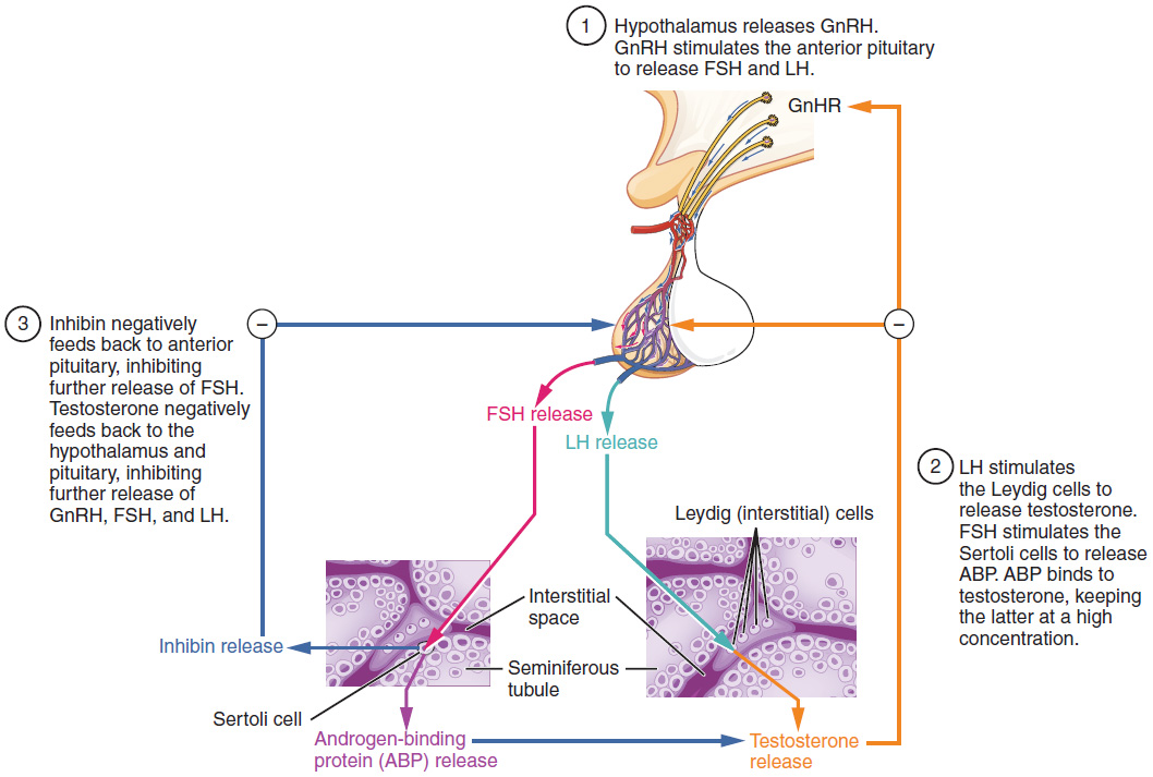 This figure shows the steps in the regulation of testosterone production. The top panel shows the hypothalamus and the bottom panel shows two micrographs. The left micrograph is that of sertoli cells and the right micrograph is that of Leydig cells.