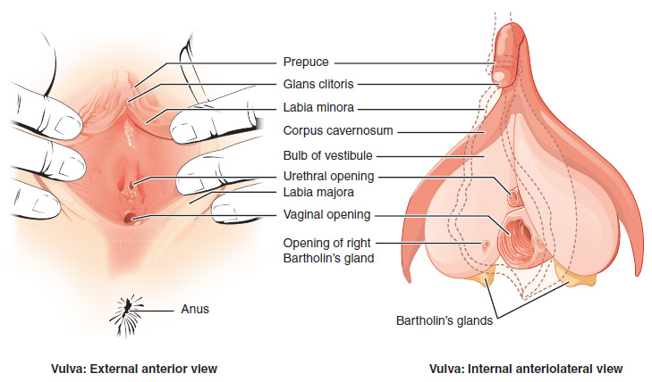 This figure shows the parts of the vulva. The right panel shows the external anterior view and the left panel shows the internal anteriolateral view. The major parts are labeled.