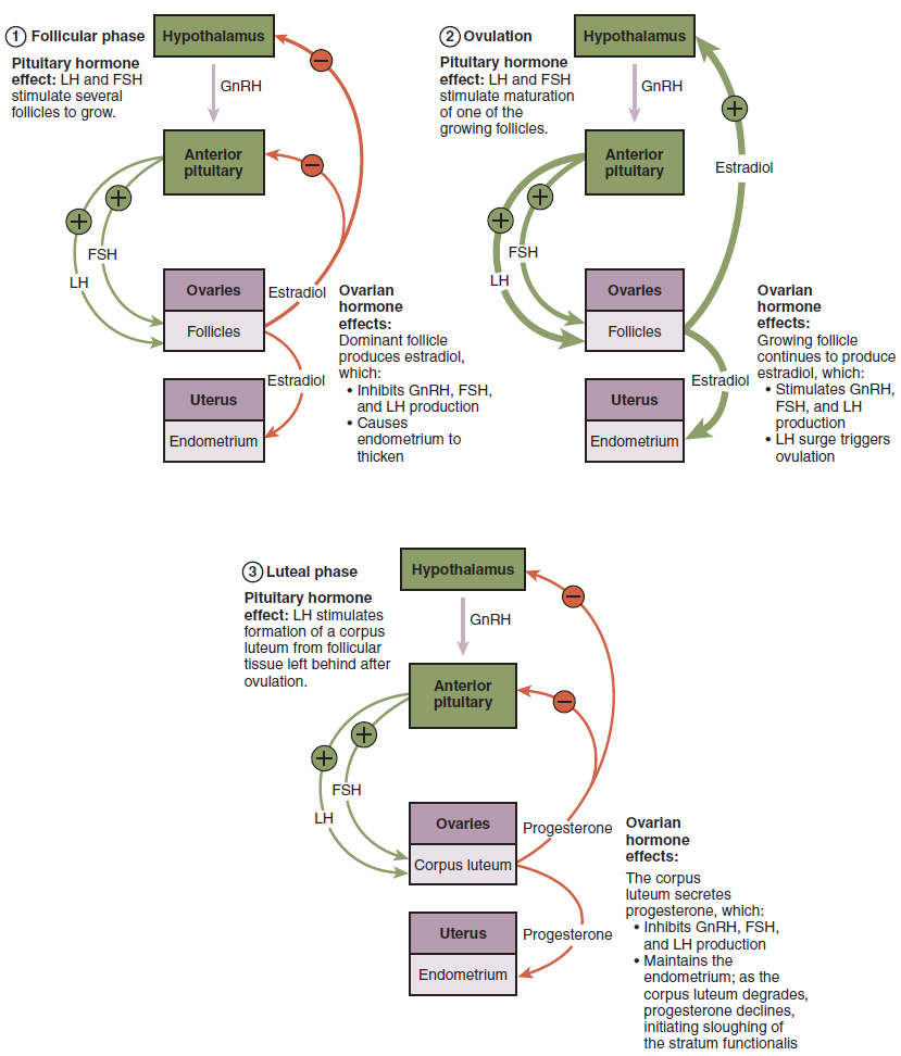 Flow Chart Of Fertilization In Humans