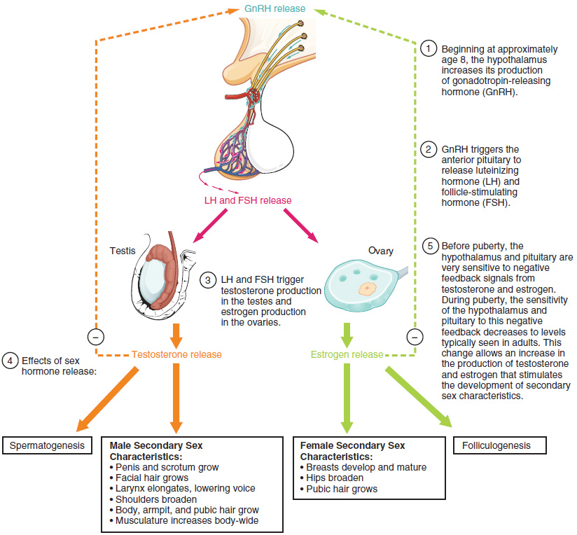 Female Reproductive System Flow Chart