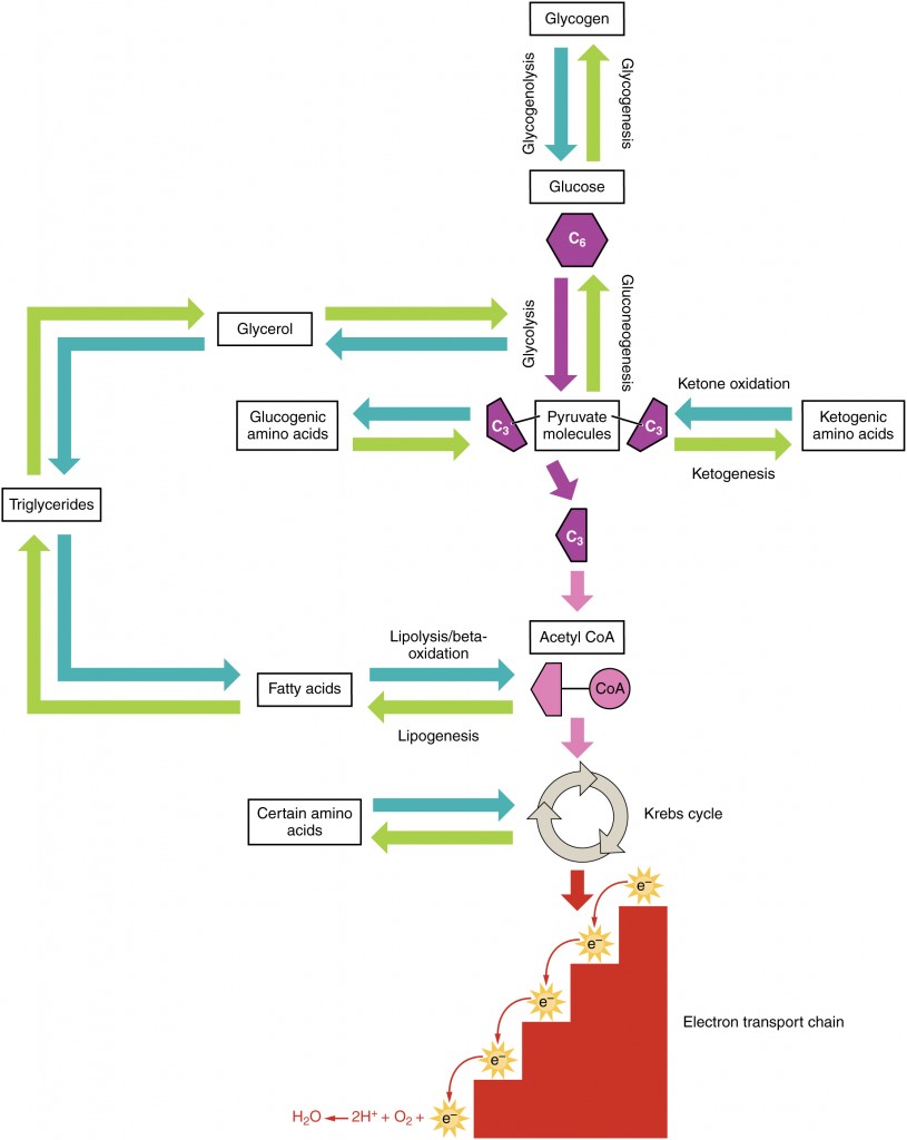 Protein Conversion Chart