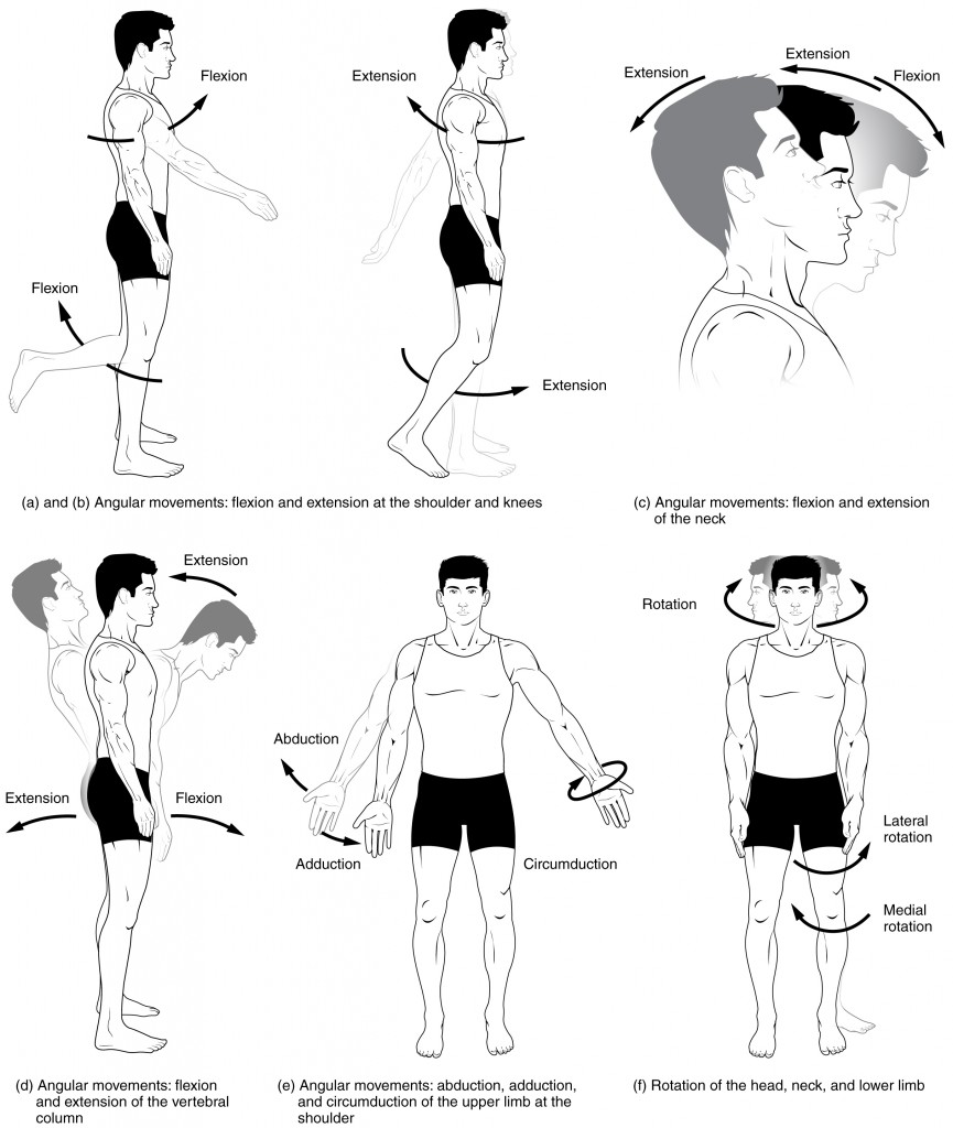 Normal Joint Range Of Motion Chart