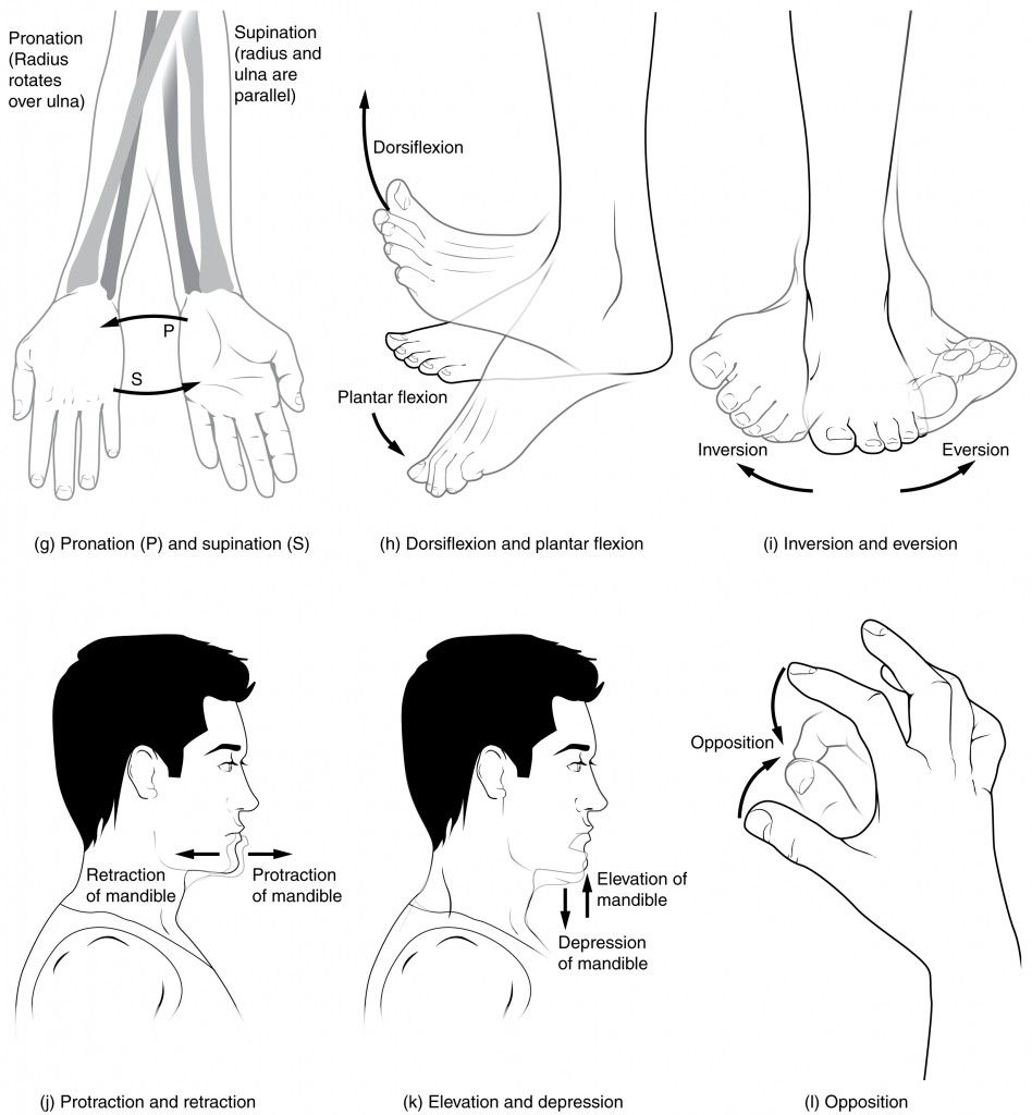 Movements of the body (part 2 of 2). Image described in figure caption.