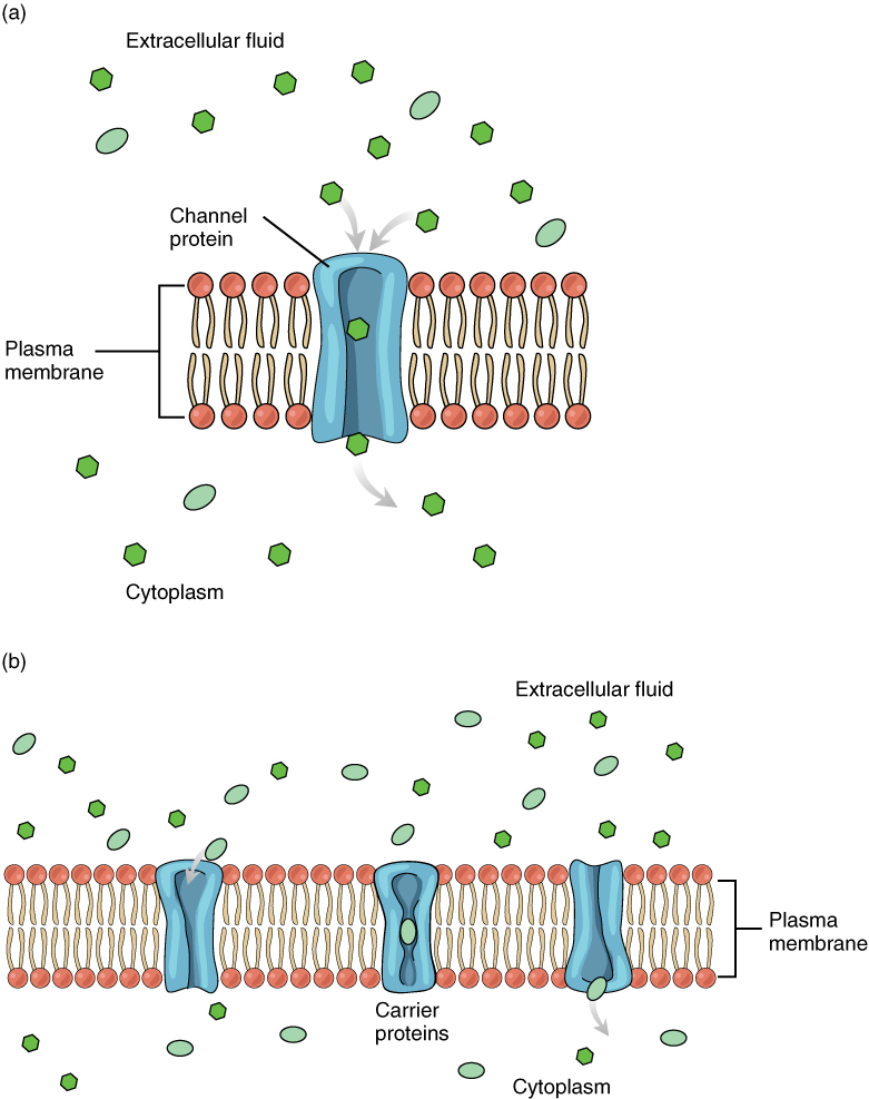 The Cell Membrane Anatomy And Physiology