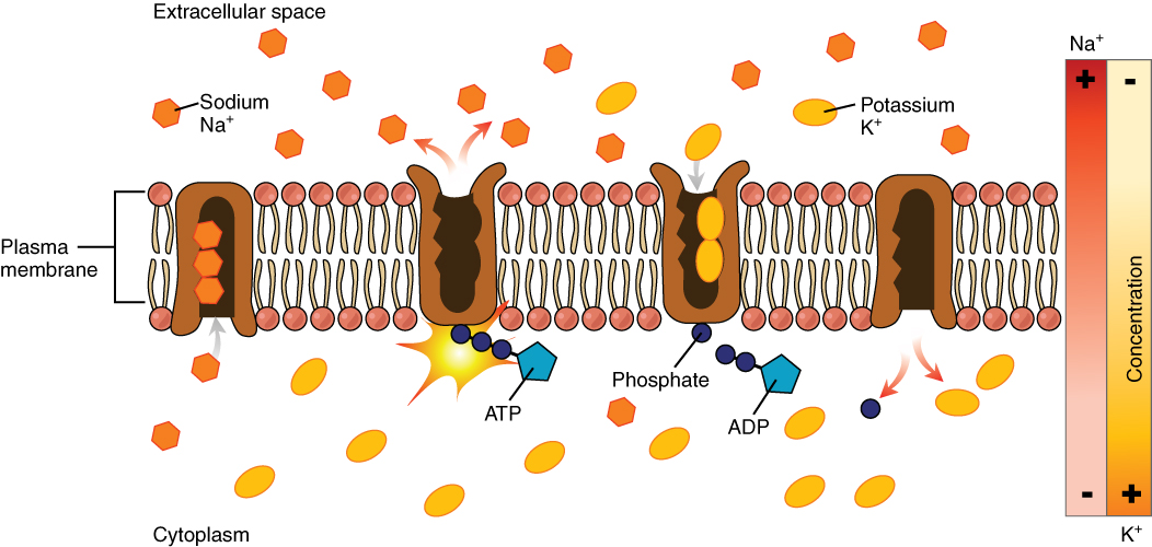 The Cell Membrane Anatomy And Physiology