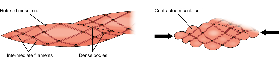 Smooth Muscle Anatomy And Physiology