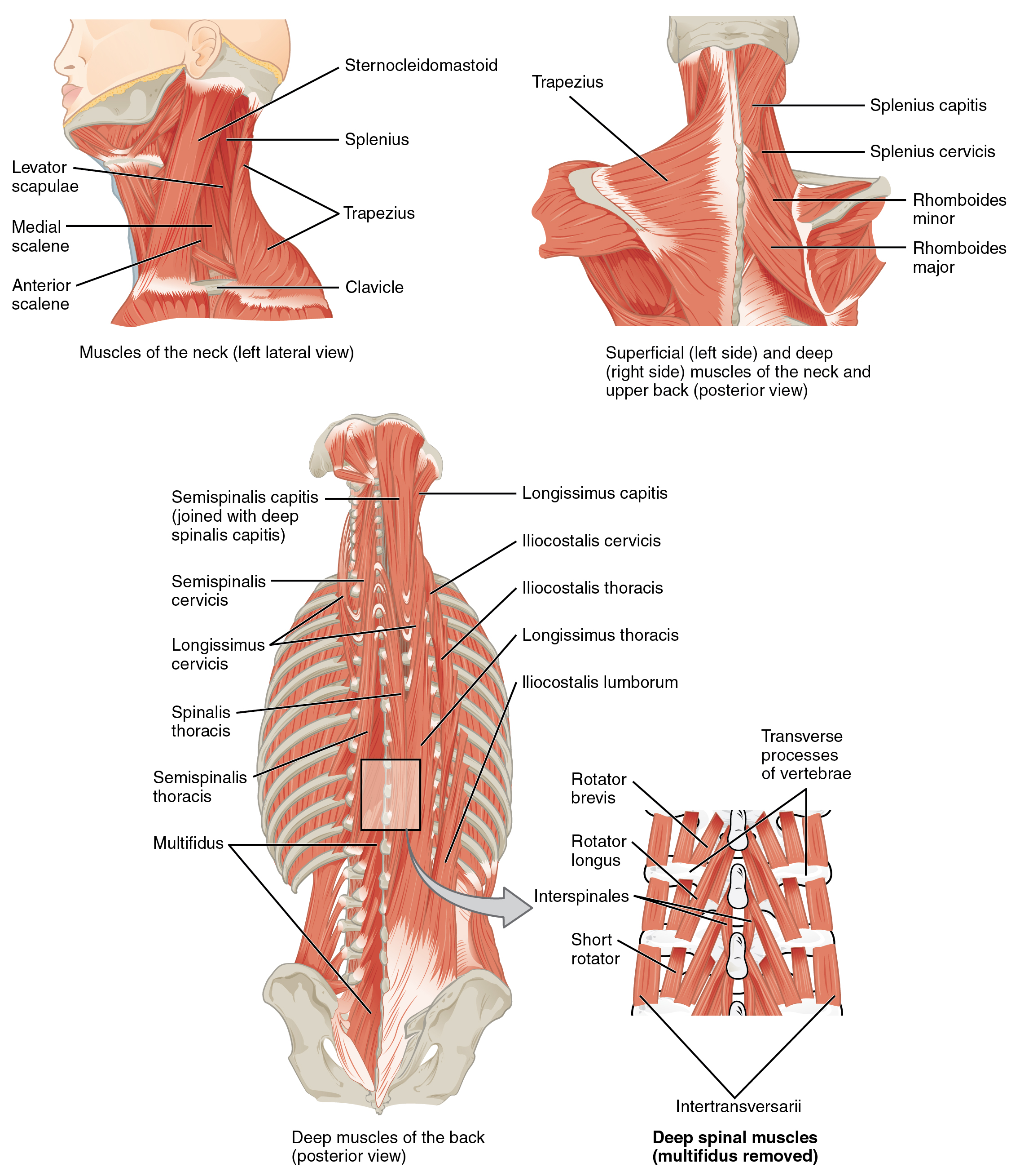 Axial Muscles Of The Head Neck And Back Anatomy And Physiology