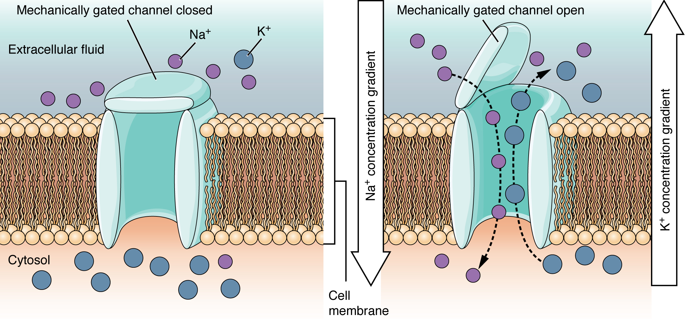 These two diagrams each show a channel protein embedded in the cell membrane. In the left diagram, there are a large number of sodium ions in the extracellular fluid, but only a few sodium ions in the cytosol. There is a large number of calcium ions in the cytosol but only a few calcium ions in the extracellular fluid. In this diagram, the channel is closed, as the extracellular side has a lid, somewhat resembling that on a trash can, that is closed over the channel opening. In the right diagram, the mechanically gated channel is open. This allows the sodium ions to flow from the extracellular fluid into the cell, down their concentration gradient. At the same time, the calcium ions are moving from the cytosol into the extracellular fluid, down their concentration gradient.