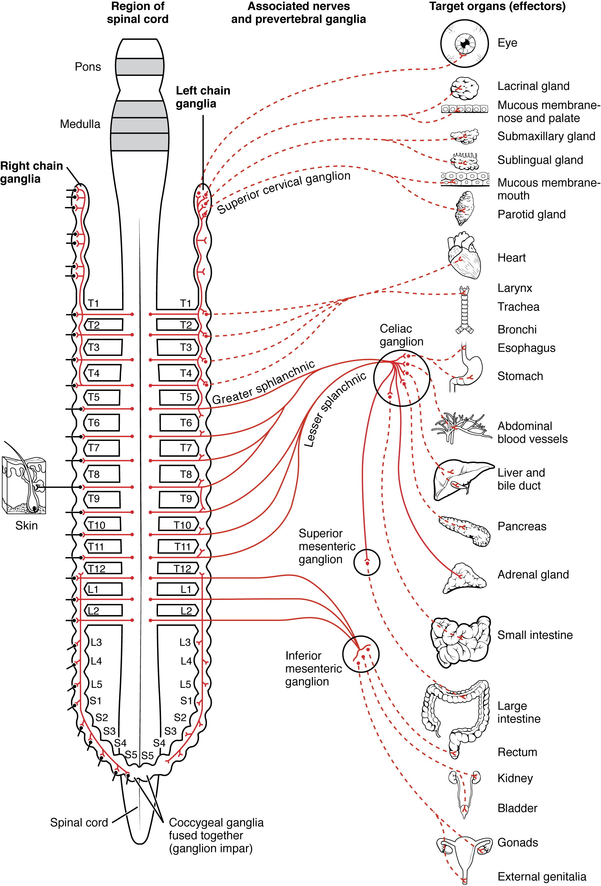 Preganglionic Fibers Run From The To The