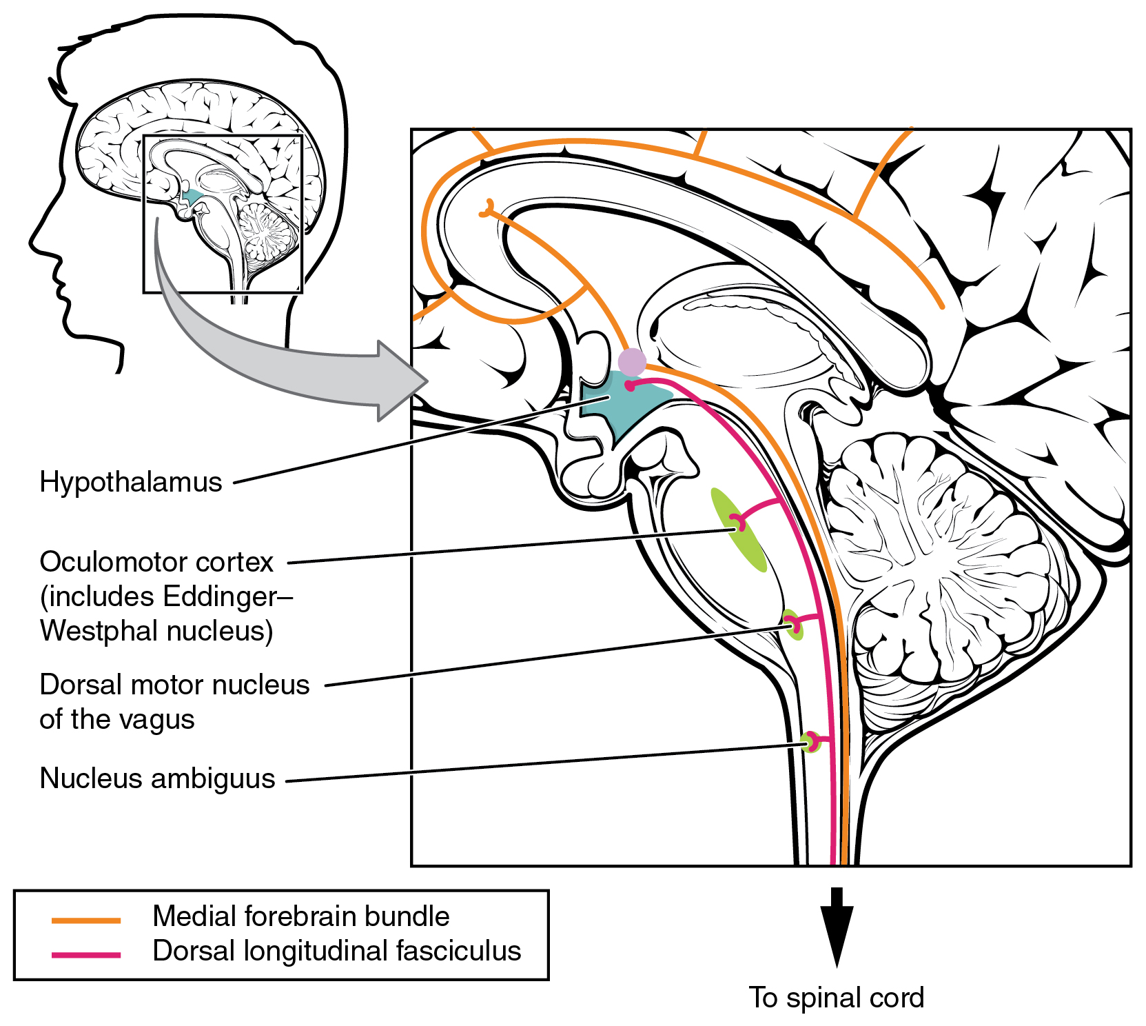 Central Control – Anatomy and Physiology