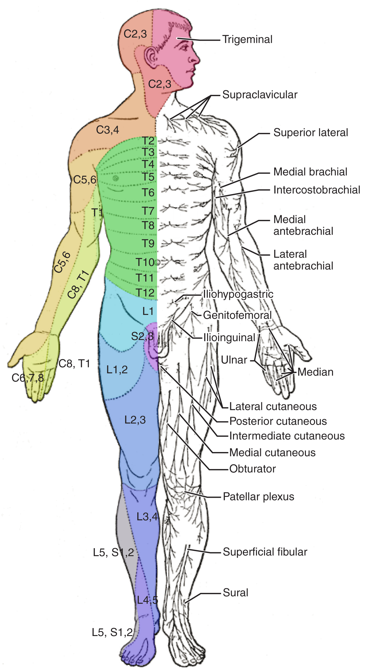 The Sensory and Motor Exams – Anatomy and Physiology
