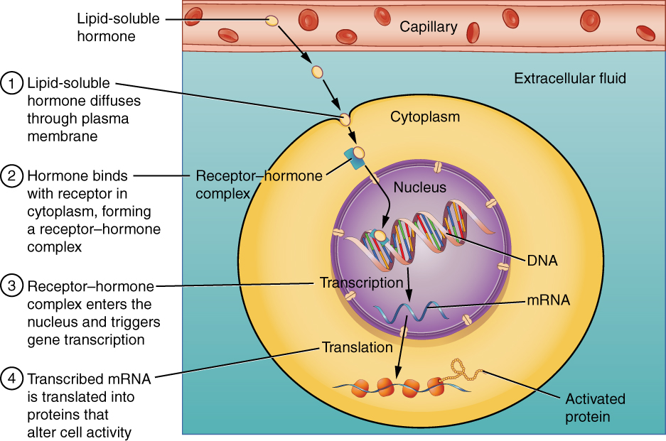 This illustration shows the steps involved with the binding of lipid-soluble hormones. Lipid-soluble hormones, such as steroid hormones, easily diffuse through the cell membrane. The hormone binds to its receptor in the cytosol, forming a receptor-hormone complex. The receptor-hormone complex then enters the nucleus and binds to the target gene on the cell's DNA. Transcription of the gene creates a messenger RNA that is translated into the desired protein within the cytoplasm. It is these proteins that alter the cell's activity.