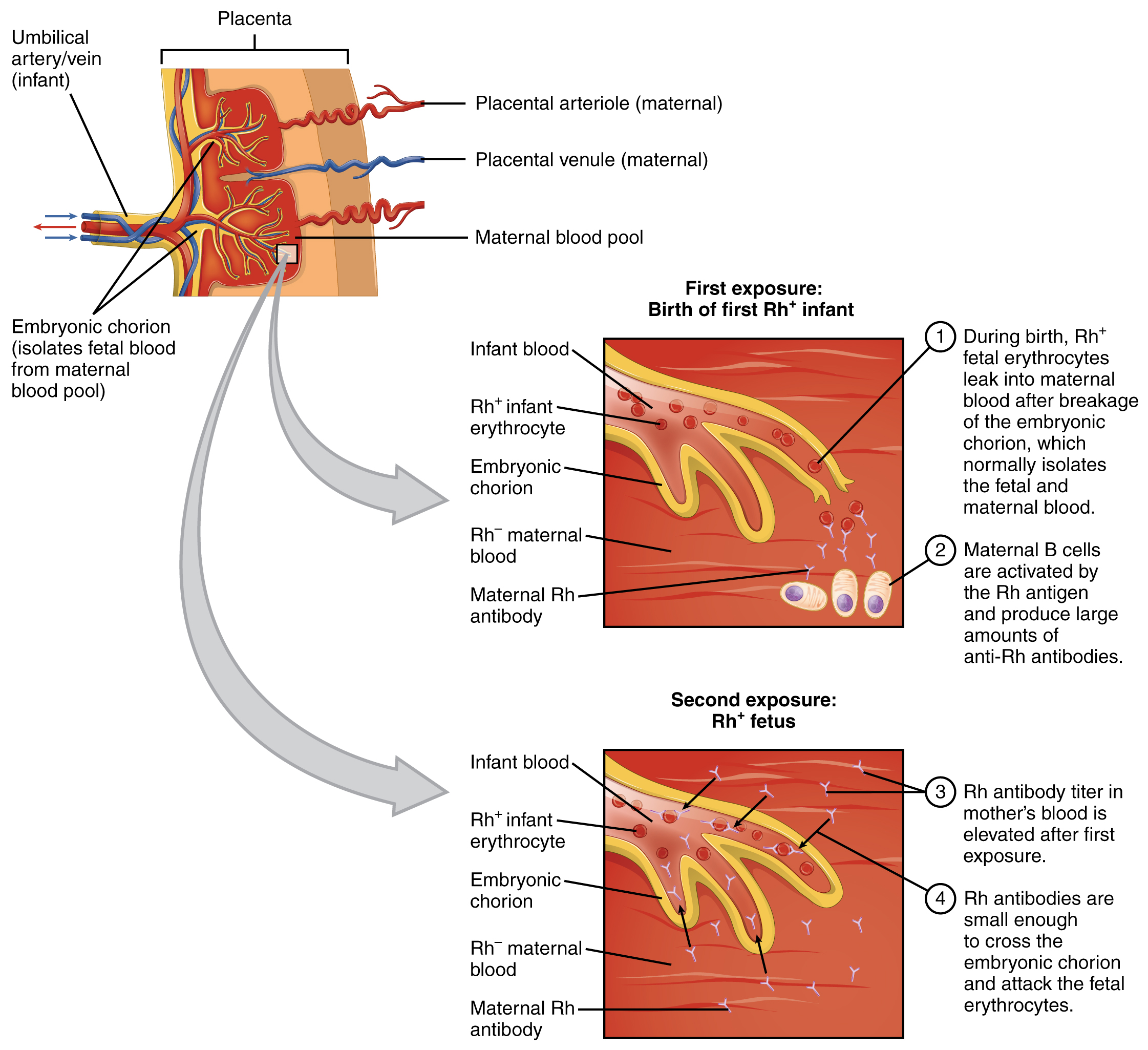 Blood Typing Anatomy And Physiology