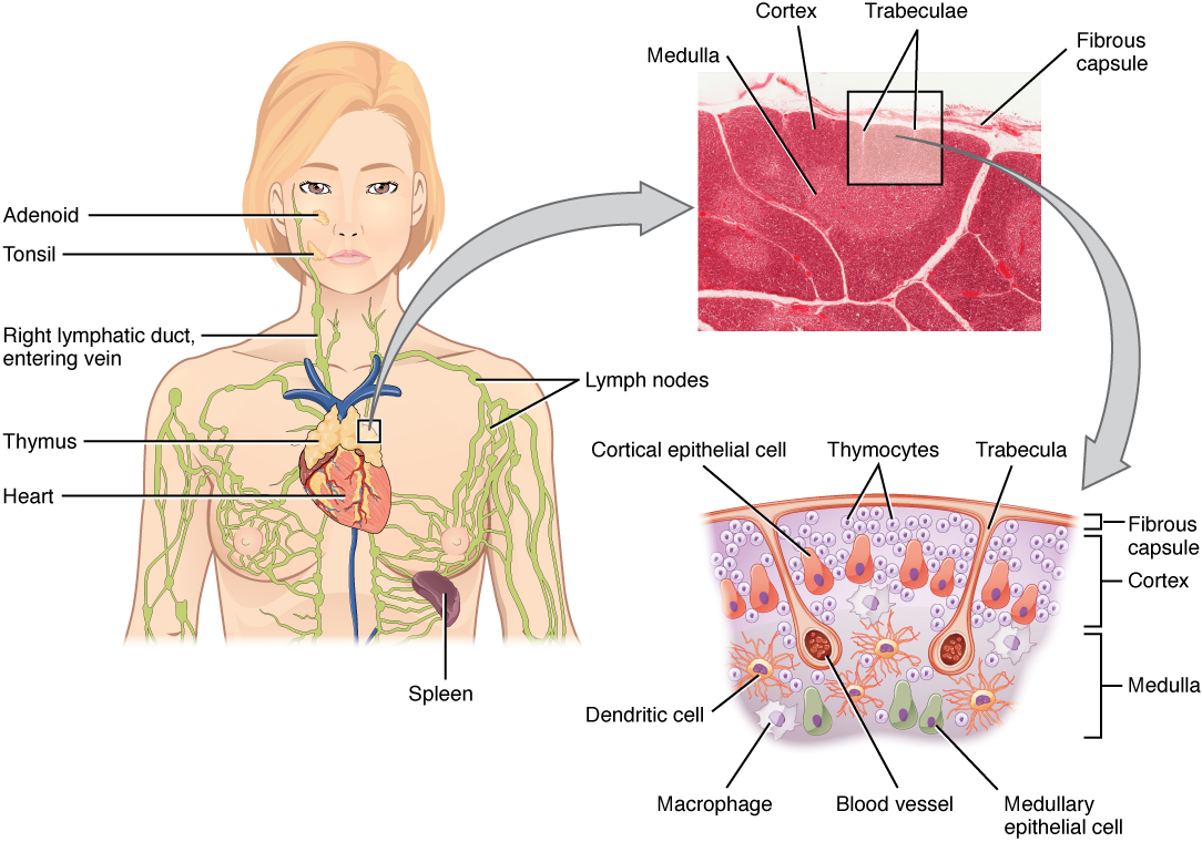 Anatomy Of The Lymphatic And Immune Systems Anatomy And Physiology