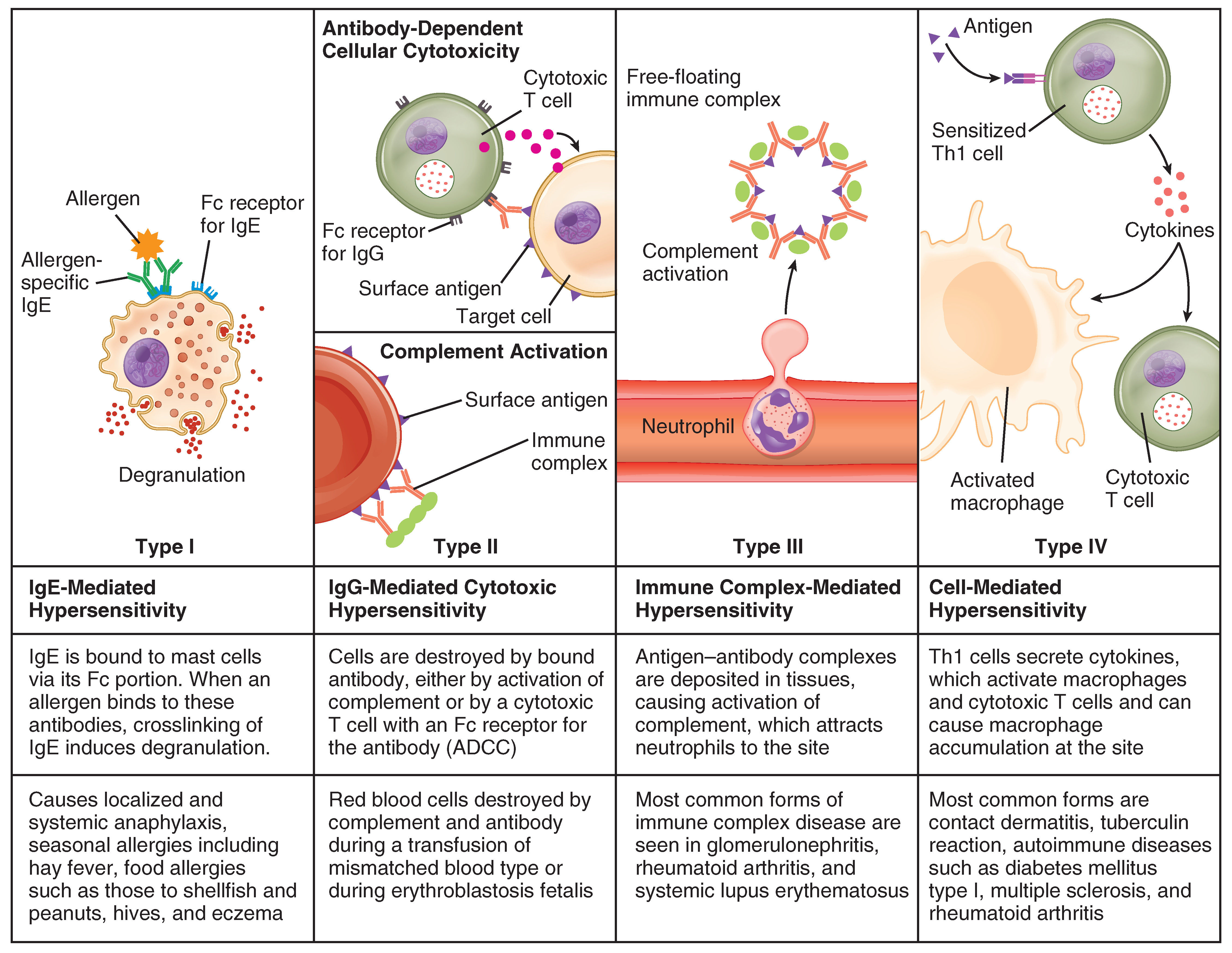 Diseases Associated With Depressed Or Overactive Immune Responses Anatomy And Physiology