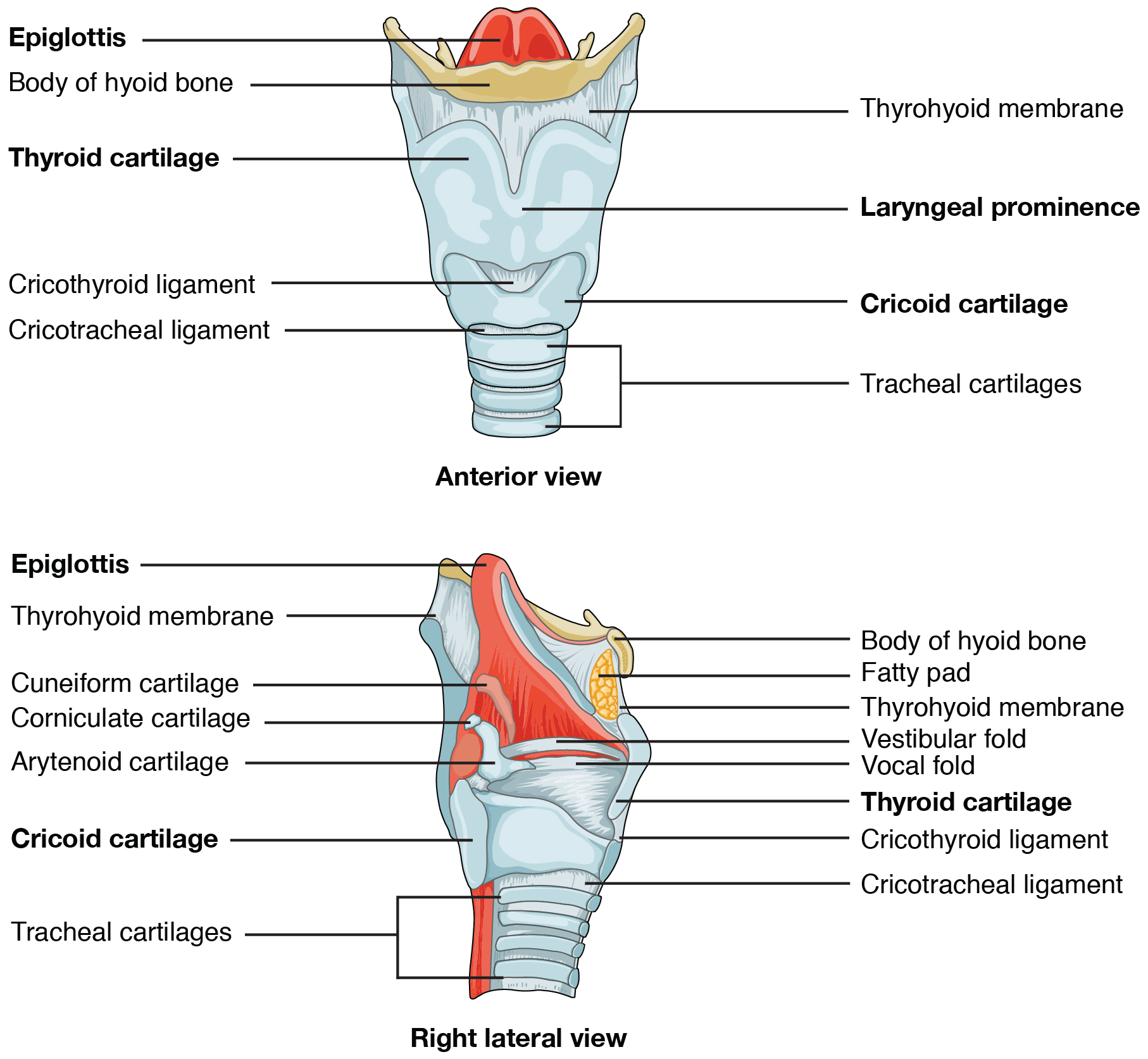 the-trachea-is-blank-to-the-vertebral-column