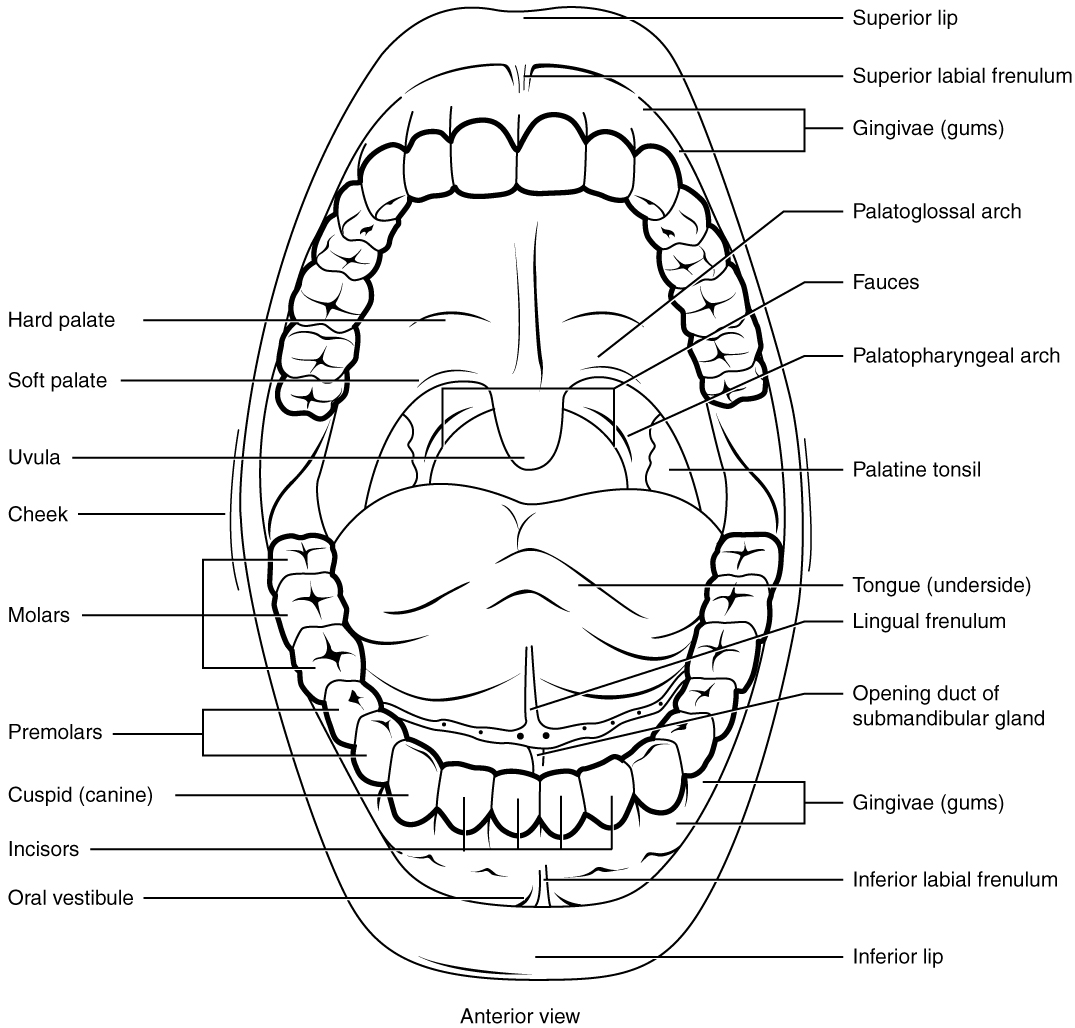 The Mouth Pharynx And Esophagus Anatomy And Physiology