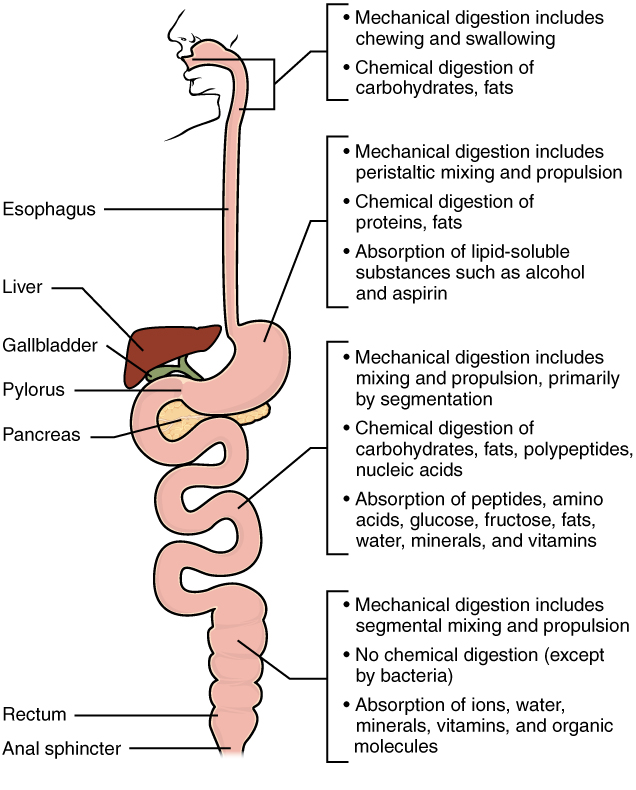 This diagram identifies the functions of mechanical and chemical digestion and absorption at each organ. Next to each organ, a callout identifies which steps of digestion take place in that particular organ.