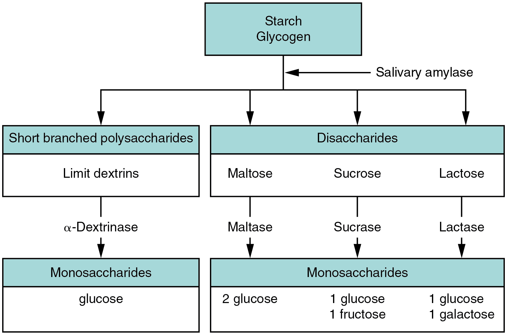 This flow chart shows the steps in digestion of carbohydrates. The different levels shown are starch and glycogen, disaccharides and monosaccharides. Under each type of sugar, examples and the enzymes responsible for digestion are listed.
