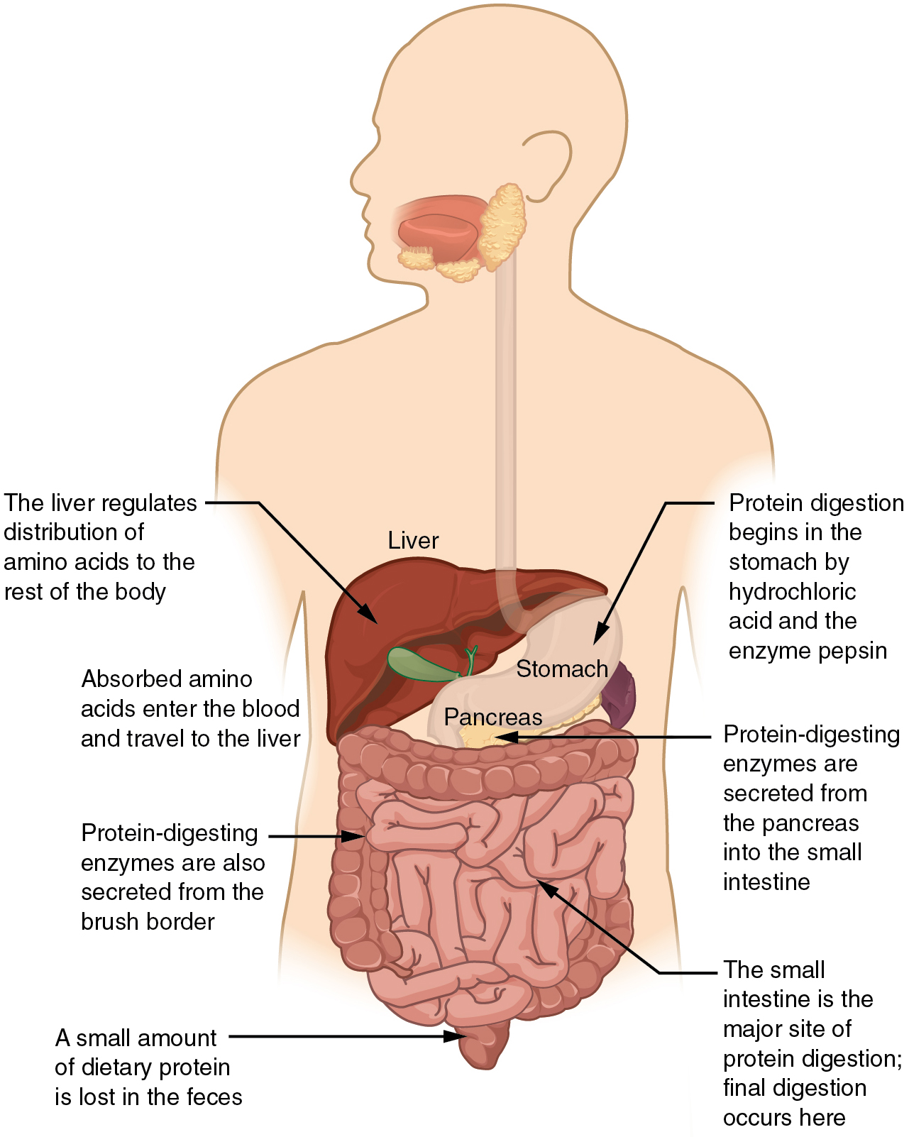 This diagrams shows the human digestive system and identifies the role of each organ in protein digestion. A text call-out next to each organ details the specific function.