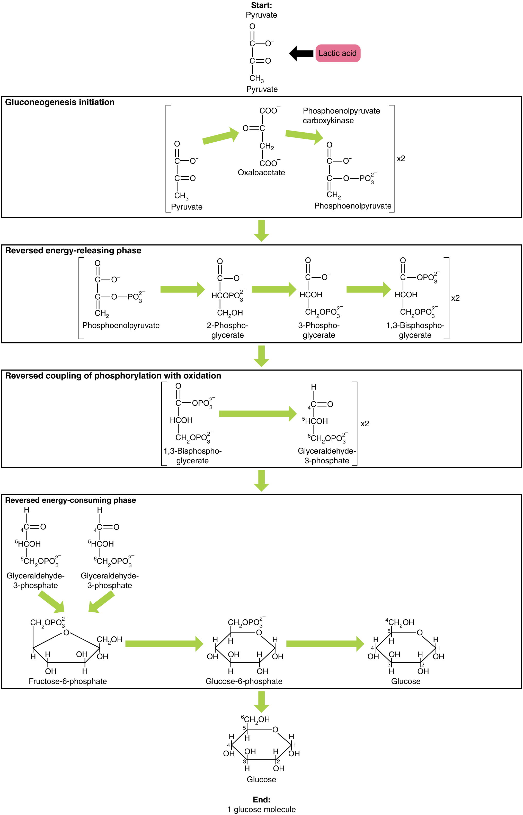 Carbohydrate Metabolism Anatomy And Physiology